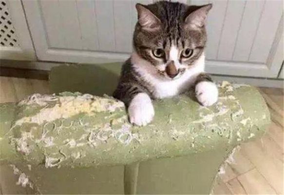 猫抓东西怎么办?猫咪 抓家具-图1 猫抓东西怎么办?猫咪 抓家具-图1