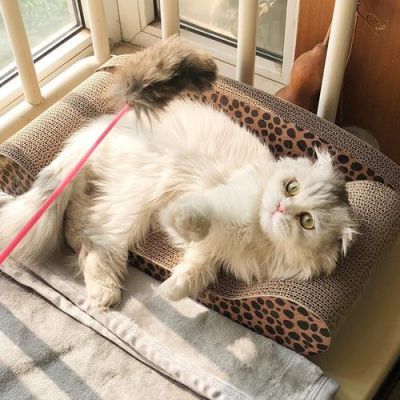 猫抓东西怎么办?猫咪 抓家具-图3 猫抓东西怎么办?猫咪 抓家具-图3