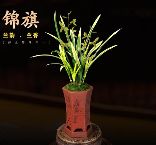什么是兰花的“鹤艺”？北京华艺非凡家具视频