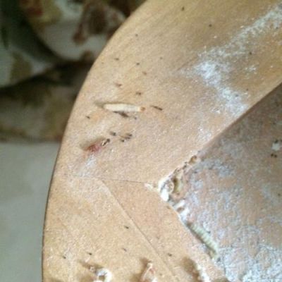 家具生虫怎么办？家具如何仿虫