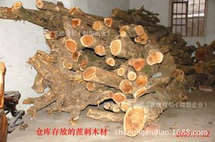 中药黄金是什么的树?黄金刺木家具-图1 中药黄金是什么的树?黄金刺木家具-图1