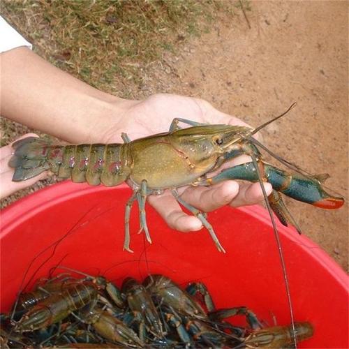 海水小青龙虾苗哪里买？豪诚家具